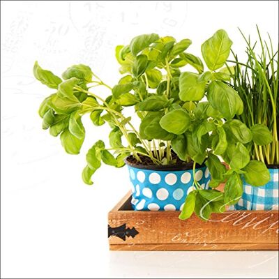 PRO-Art Quadro da Parete su Vetro Colourful Herbs I, 50 x 50 cm PRO-Art Quadro da Parete su Vetro Colourful Herbs I, 50 x 50 cm