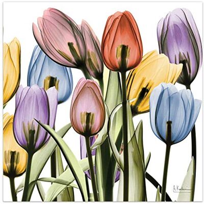 Frameless Free Floating Pannello in vetro temperato grafico Wall Art pronto da appendere, 61 x 61 cm, Tulip Scape x-ray II Frameless Free Floating Pannello in vetro temperato grafico Wall Art pronto da appendere, 61 x 61 cm, Tulip Scape x-ray II
