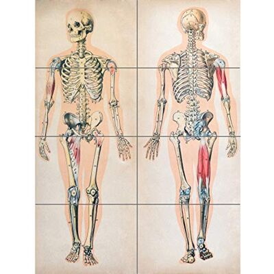Artery8 Human Body Anatomy Skeleton Muscles XL Giant Panel Poster (8 Sections) Manifesto Artery8 Human Body Anatomy Skeleton Muscles XL Giant Panel Poster (8 Sections) Manifesto