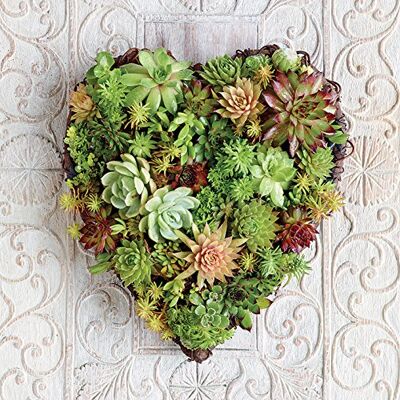 ART Howard Shooter succulente, a Forma di Cuore su Tela, 40 x 40 cm, Motivo: Impronte, Colore: Multicolore ART Howard Shooter succulente, a Forma di Cuore su Tela, 40 x 40 cm, Motivo: Impronte, Colore: Multicolore