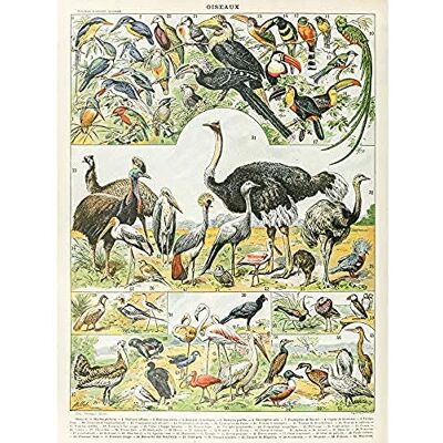 Artery8 Millot Encyclopedia Page Birds Ostrich Emu Unframed Wall Art Print Poster Home Decor Premium Pagina Uccelli Parete Manifesto Casa Artery8 Millot Encyclopedia Page Birds Ostrich Emu Unframed Wall Art Print Poster Home Decor Premium Pagina Uccelli Parete Manifesto Casa