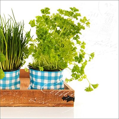 PRO-Art Quadro da Parete su Vetro Colourful Herbs II, 50 x 50 cm PRO-Art Quadro da Parete su Vetro Colourful Herbs II, 50 x 50 cm