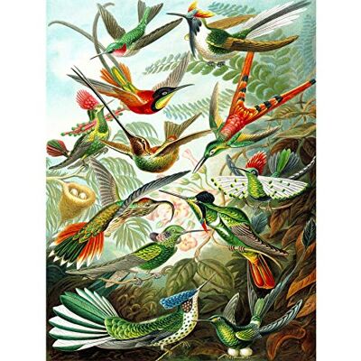 Wee Blue Coo Colour 99th Plate Ernst Haeckel Kunstformen Natur Hummingbirds Large Art Print Poster Wall Decor 18x24 inch Wee Blue Coo Colour 99th Plate Ernst Haeckel Kunstformen Natur Hummingbirds Large Art Print Poster Wall Decor 18x24 inch