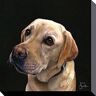 Jane Booth Labrador Canvas Prints, Poliestere, Multicolore, 40 x 40 cm