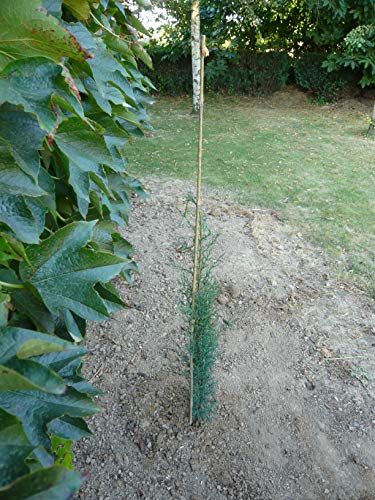 Générique No Name 10 Tutori in bambù, 60 cm, Colore: Naturale