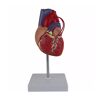 Glanhbnol Modello anatomico del cuore umano 1:1 a grandezza naturale modello anatomico del cuore per studio cardiologico che dimostra il modello di anatomia del cuore di bypass cardiaco