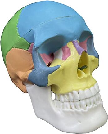 Kaohxzklcn Modello anatomico del cranio umano di colore smontato per esperimento biologico cardiovascolare Modello umano Modello di cranio umano Modelli anatomici Modello anatomico del cranio