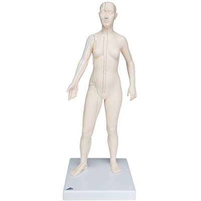 Modello di agopuntura 3B Scientific - figura di agopuntura Modello di agopuntura 3B Scientific - figura di agopuntura
