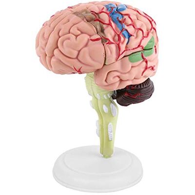 Walfront Disassemblato Modello del Cervello Umano Anatomia Strutturale Insegnamento Medico Strumento di Insegnamento Walfront Disassemblato Modello del Cervello Umano Anatomia Strutturale Insegnamento Medico Strumento di Insegnamento
