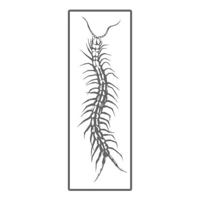 Banbé Adesivi Corpo Centopiedi Tatuaggio Temporaneo Realistico A Forma Di Artropode Multi-gambe Impermeabile Banbé Adesivi Corpo Centopiedi Tatuaggio Temporaneo Realistico A Forma Di Artropode Multi-gambe Impermeabile