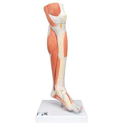 3B Scientific Parte Inferiore della Gamba con Muscoli, Modello di Lusso, in 3 Parti + software gratuito di anatomia 3B Smart Anatomy 3B Scientific Parte Inferiore della Gamba con Muscoli, Modello di Lusso, in 3 Parti + software gratuito di anatomia 3B Smart Anatomy
