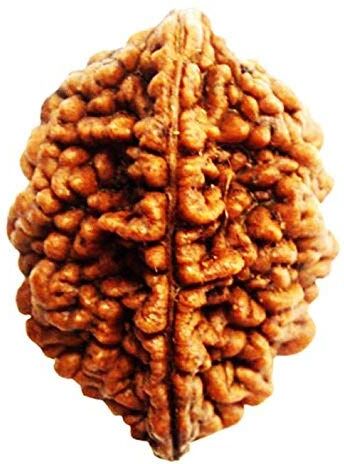 Wonder Care Perlina Rudraksha originale/Perlina Rudraksha Perlina naturale del rosario religioso Rudra_2 mukhi rudraksha