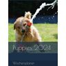 Brunnhuber, B.rer.nat., Elke Puppies 2024