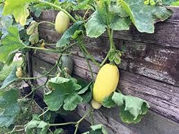 Generic 50 pezzi di semi di melone Zucca Spaghetti