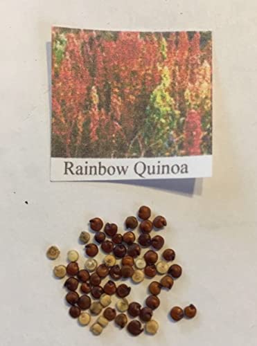 Generic 25 Arcobaleno Quinoa Semi -Peruvian Rice: Only Seeds