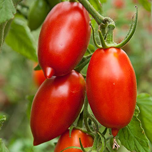 Generic Seeds amish paste semi tomato non gm freezing sauce -fresth gourmet flavor (10)