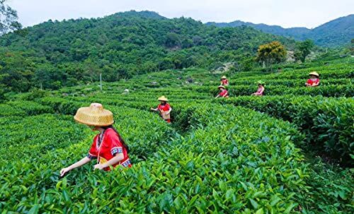 HELLOYOUNG Alta montagna di Taiwan Tè JinXuan Oolong Tè profumato Tieguanyin Tè verde cinese