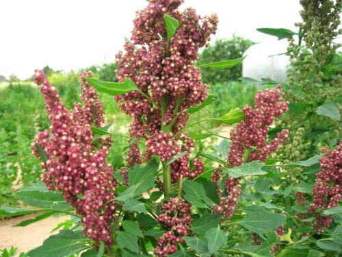 Generic 100 Organic COCOA CHERRY QUINOA Grain Chenopodium Quinoa Red & Brown Seeds