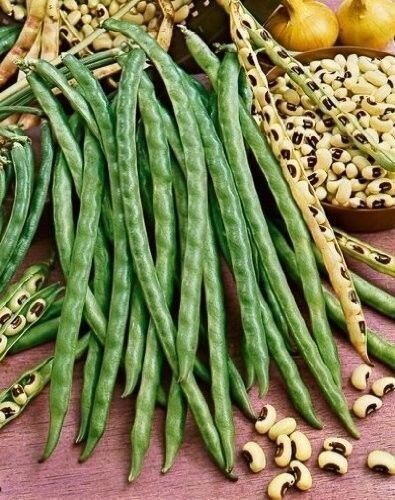 Generic 10 Blackeye Peas Black Eyed Souther Cow Peas Seeds California Fresh Beans