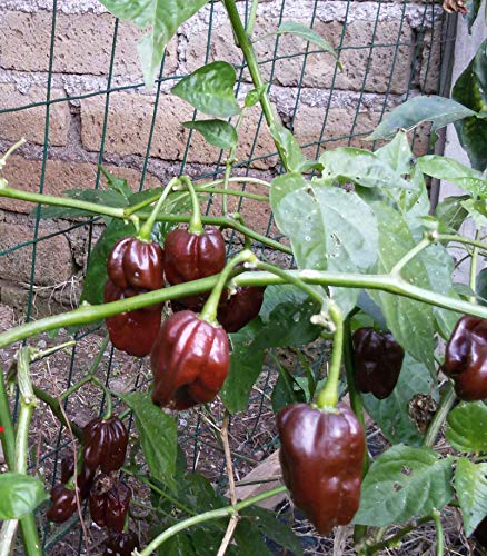 Generic - Semi di peperoncino Habanero cioccolato