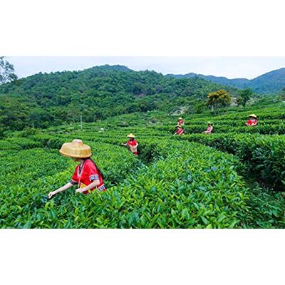 HELLOYOUNG Alta montagna di Taiwan Tè JinXuan Oolong Tè profumato Tieguanyin Tè verde cinese HELLOYOUNG Alta montagna di Taiwan Tè JinXuan Oolong Tè profumato Tieguanyin Tè verde cinese