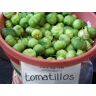 tomatillo, TOMA VERDE, for salsa, 100 seeds! GroCo