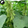 SVI Acquista Giallo Soia verdure Seeds 400pcs stabilimento cinese Bean Glycinemax