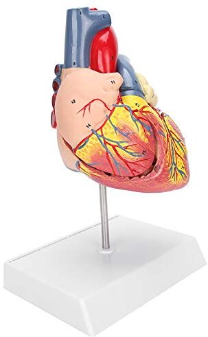 LUCKDANO Modello di Cuore a Grandezza Naturale 2X, Modello Didattico di Cuore Umano Simulazione Modello di Organo Cardiaco con 49 Parti per Uso Didattico