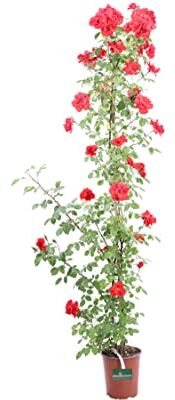 eGarden.store Pianta di Rosa Rampicante Meilland pianta da esterno pianta ornamentale di Rosa varie colorazioni pianta da far arrampicare pianta vera di Rosa Meilland vendutada  (Rosso La Sevillana)