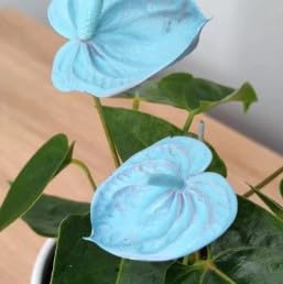 Aachondra 100pz Anthurium semi di fiori blu cielo