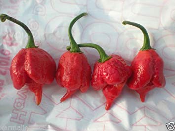 Astonish Pacchetto semi: (50) Trinidad Scorpion Semi ~ Hotter Than Bhut Joloa ~