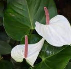 Aachondra 100pz Anthurium semi di fiori bianchi