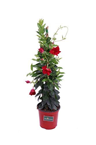 eGarden.store Pianta di Dipladenia pianta rampicante di Dipladenia pianta da esterno pianta ornamentale pianta vera di Dipladenia venduta da  (Vaso 17 cm Rosso)