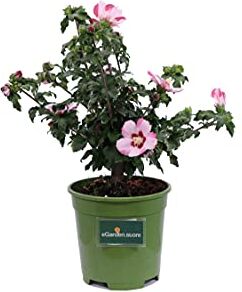 eGarden.store Pianta di Ibisco Cinese Pianta di Hibiscus Syriacus pianta da esterno pianta da giardino pianta da fiore pianta ornamentale di Hibiscus pianta vera venduta da  (Hamabo Rosa e Rosso)