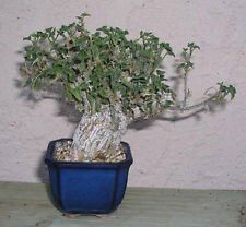 Astonish Pacchetto semi: locarpus welwitschii Extotic Rare Caudex Bonsai e semi 30 semi