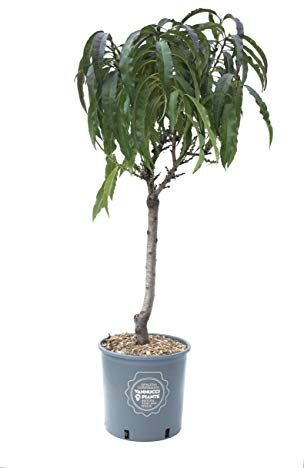 vannucci piante Pesco nettarina nano in vaso, , Pianta da terrazzo, Prunus nucipersica, Albero da frutto nano, Pianta da esterno