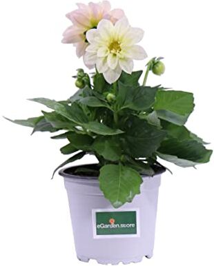 eGarden.store Pianta di Dahlia Pianta di Dalia pianta da esterno pianta da fiore varie colorazioni pianta ornamentale di Dalia pianta vera di Dahlia venduta da  (Bianco)