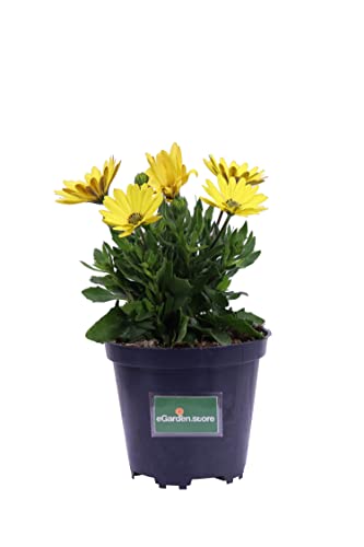 eGarden.store Pianta di Dimorphoteca Pianta di Osteospermum Pianta di Margherita Africana pianta ornamentale pianta da fiore varie colorazioni pianta da esterno piana vera venduta da  (Giallo)