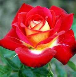 Zumari Nuovi 50pcs Rose Flower semi giallo rosso