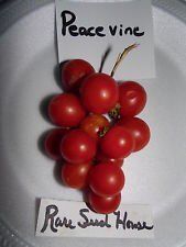 Astonish Pacchetto semi: Semi PeaceeTomato raro! Comb. S Crop Massive/H Vedi il nostro Store per le sementi rare!