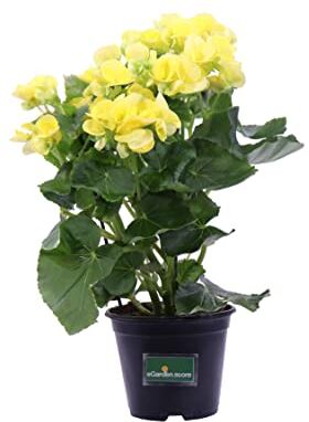 eGarden.store Pianta di Begonia Elatior pianta da interno pianta fiorita in vaso pianta ornamentale pianta da arredo pianta da appartamento pianta vera venduta da  (Giallo)