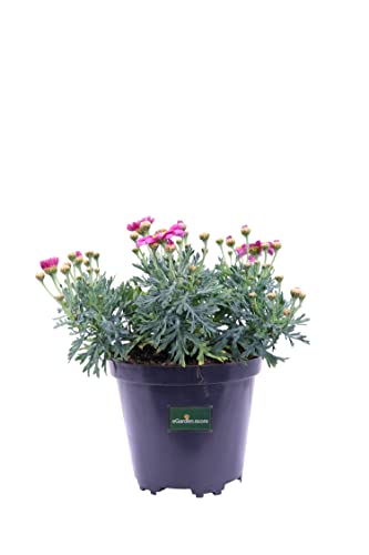 eGarden.store Pianta di Margherita Delle Canarie Pianta di Argyranthemum pianta vera pianta da fiore pianta di Margherita varie colorazioni pianta ornamentale venduta da  (Rosa Scuro)