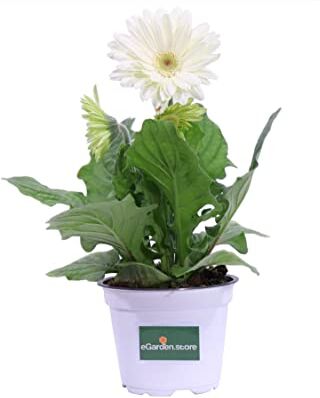 eGarden.store Pianta di Gerbera pianta da esterno pianta da fiore pianta di Gerbera ornamentale pianta vera di Gerbera venduta da  (Bianco)