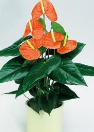 Aachondra 100pz Anthurium semi di fiori arancioni