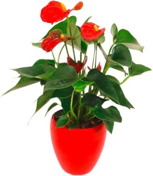 FAXIFLORA Pianta di anthurium rosso