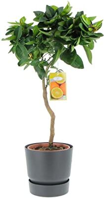 Kentis Citrus Sinensis Pianta Vara di Arancio Dolce Alberi da Frutto da Esterno Giardino Balcone H 70-80 cm Vaso Ø 20 cm