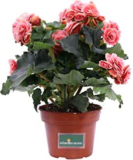 eGarden.store Pianta di Begonia Elatior pianta da interno pianta fiorita in vaso pianta ornamentale pianta da arredo pianta da appartamento pianta vera venduta da  (Rosa)