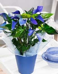 Aachondra 100pz Anthurium semi di fiori blu