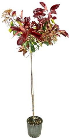 Generico Pianta di PHOTINIA RED ROBIN alberello FOGLIA ROSSA h 120cm VASO 24 FOTO REALE AMDGarden