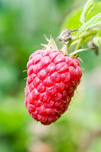 eGarden.store Pianta di Lampone Rosso Albero di Lampone Rosso Età 2 anni Pianta da frutto di Lampone Rosso in vaso pianta vera di Lampone Rosso venduta da